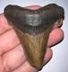 Huge Auriculatus Fossil Shark Tooth 2.78 In Megalodon Ancestor! No Repair