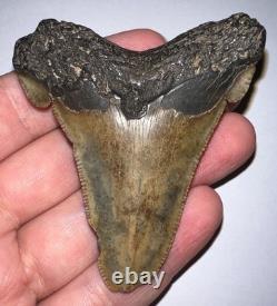 HUGE AURICULATUS Fossil Shark Tooth 2.78 IN MEGALODON ANCESTOR! NO REPAIR