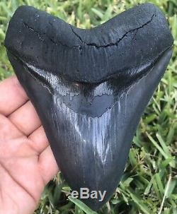 HUGE A+ Killer Serrated 5.733 Megalodon Shark Tooth Fossil. NO RESTORATION