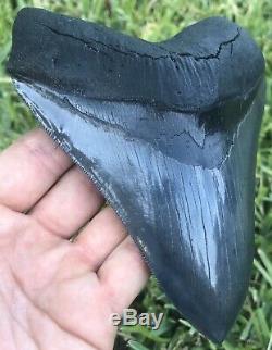 HUGE A+ Killer Serrated 5.733 Megalodon Shark Tooth Fossil. NO RESTORATION