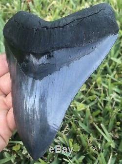 HUGE A+ Killer Serrated 5.733 Megalodon Shark Tooth Fossil. NO RESTORATION