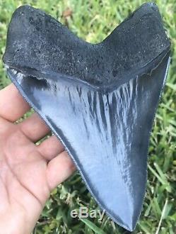 HUGE A+ Killer Serrated 5.733 Megalodon Shark Tooth Fossil. NO RESTORATION