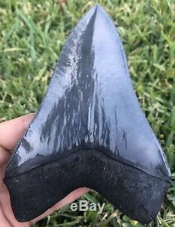 HUGE A+ Killer Serrated 5.733 Megalodon Shark Tooth Fossil. NO RESTORATION