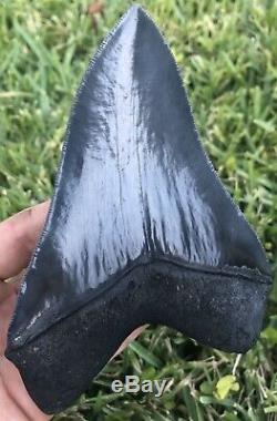 HUGE A+ Killer Serrated 5.733 Megalodon Shark Tooth Fossil. NO RESTORATION