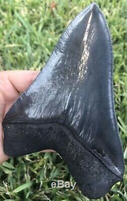 HUGE A+ Killer Serrated 5.733 Megalodon Shark Tooth Fossil. NO RESTORATION