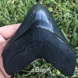 HUGE A+ Killer Serrated 5.733 Megalodon Shark Tooth Fossil. NO RESTORATION