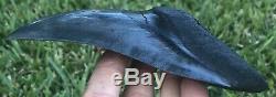 HUGE A+ Killer Serrated 5.733 Megalodon Shark Tooth Fossil. NO RESTORATION