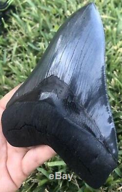 HUGE A+ Killer Serrated 5.733 Megalodon Shark Tooth Fossil. NO RESTORATION