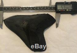 HUGE A+ Killer Serrated 5.733 Megalodon Shark Tooth Fossil. NO RESTORATION