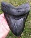 Huge. Biggest On Ebay. 6.756 Megalodon Shark Tooth Fossil. No Restorations