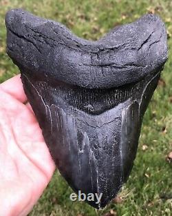 HUGE. BIGGEST ON EBAY. 6.756 Megalodon Shark Tooth Fossil. No Restorations