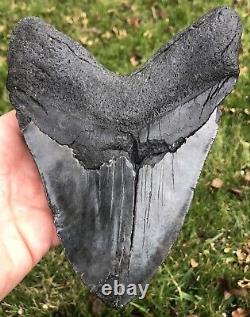 HUGE. BIGGEST ON EBAY. 6.756 Megalodon Shark Tooth Fossil. No Restorations