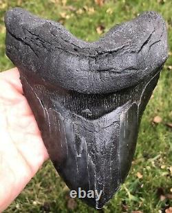 HUGE. BIGGEST ON EBAY. 6.756 Megalodon Shark Tooth Fossil. No Restorations