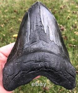 HUGE. BIGGEST ON EBAY. 6.756 Megalodon Shark Tooth Fossil. No Restorations