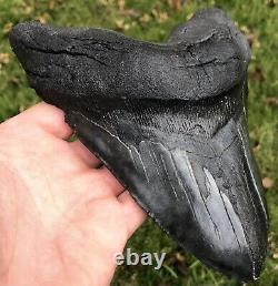 HUGE. BIGGEST ON EBAY. 6.756 Megalodon Shark Tooth Fossil. No Restorations