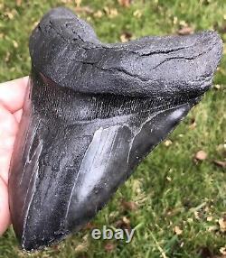 HUGE. BIGGEST ON EBAY. 6.756 Megalodon Shark Tooth Fossil. No Restorations