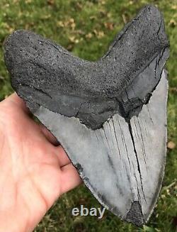 HUGE. BIGGEST ON EBAY. 6.756 Megalodon Shark Tooth Fossil. No Restorations