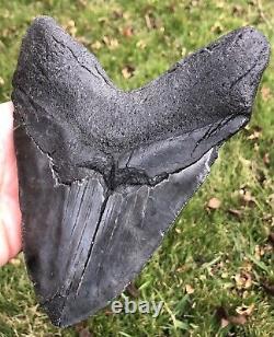 HUGE. BIGGEST ON EBAY. 6.756 Megalodon Shark Tooth Fossil. No Restorations