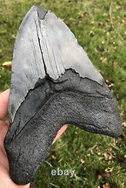 HUGE. BIGGEST ON EBAY. 6.756 Megalodon Shark Tooth Fossil. No Restorations