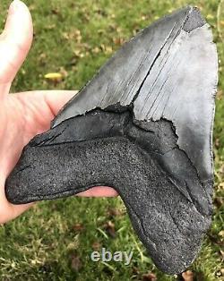 HUGE. BIGGEST ON EBAY. 6.756 Megalodon Shark Tooth Fossil. No Restorations