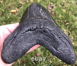 HUGE. BIGGEST ON EBAY. 6.756 Megalodon Shark Tooth Fossil. No Restorations