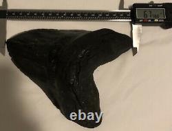 HUGE. BIGGEST ON EBAY. 6.756 Megalodon Shark Tooth Fossil. No Restorations