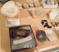 HUGE Fossil Collection Megalodon Ammonites Bivalve Echinoids Mosasaur Trilobite
