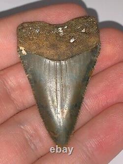 HUGE Fossil Great White Shark Tooth 2+ INCHES Megalodon era Great serrations