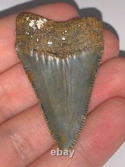 HUGE Fossil Great White Shark Tooth 2+ INCHES Megalodon era Great serrations