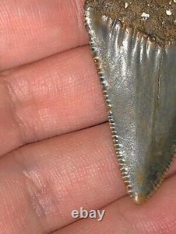 HUGE Fossil Great White Shark Tooth 2+ INCHES Megalodon era Great serrations