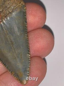 HUGE Fossil Great White Shark Tooth 2+ INCHES Megalodon era Great serrations