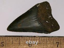 HUGE Fossil Great White Shark Tooth 2+ INCHES Megalodon era Great serrations