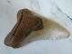Huge Fossil Megalodon Shark Tooth, 5.29 Inches