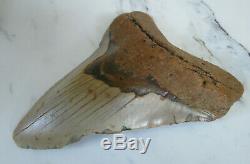 HUGE Fossil Megalodon Shark Tooth, 5.29 inches