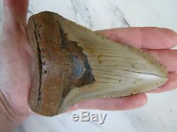 HUGE Fossil Megalodon Shark Tooth, 5.29 inches