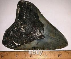 HUGE Framed MEGALODON Shark Tooth with Display Stand! 4.8 INCHES! NO REPAIR