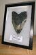 Huge Framed Megalodon Shark Tooth With Display Stand! 5.375 Inches! No Repair