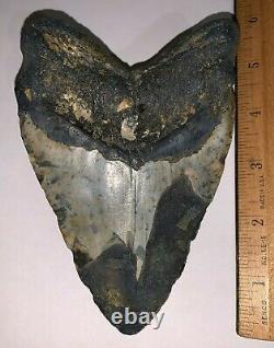 HUGE Framed MEGALODON Shark Tooth with Display Stand! 5.375 INCHES! NO REPAIR