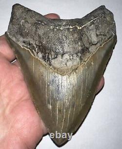 HUGE MEGALODON Fossil Shark Tooth! 4.8 INCHES! NO REPAIR! INCREDIBLE SERRATIONS
