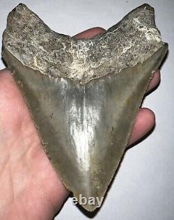 HUGE MEGALODON Fossil Shark Tooth! 4.8 INCHES! NO REPAIR! INCREDIBLE SERRATIONS