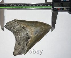 HUGE MEGALODON Fossil Shark Tooth! 4.8 INCHES! NO REPAIR! INCREDIBLE SERRATIONS