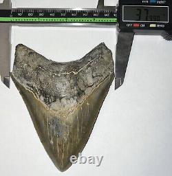 HUGE MEGALODON Fossil Shark Tooth! 4.8 INCHES! NO REPAIR! INCREDIBLE SERRATIONS