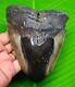 Huge Megalodon Shark Tooth 5.05 Inches Not Replica No Restoration