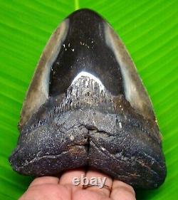 HUGE MEGALODON SHARK TOOTH 5.05 inches NOT REPLICA NO RESTORATION