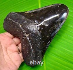 HUGE MEGALODON SHARK TOOTH 5.31 inches 100% REAL FOSSIL NOT REPLICA