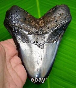 HUGE MEGALODON SHARK TOOTH 5.31 inches 100% REAL FOSSIL NOT REPLICA