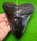 Huge Megalodon Shark Tooth 5.31 Inches Real Fossil Not Replica