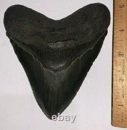 HUGE MEGALODON Shark Tooth 5.25 inches KILLER SERRATIONS