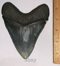 HUGE MEGALODON Shark Tooth 5.25 inches KILLER SERRATIONS