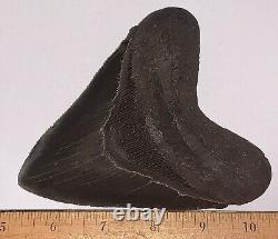 HUGE MEGALODON Shark Tooth 5.25 inches KILLER SERRATIONS